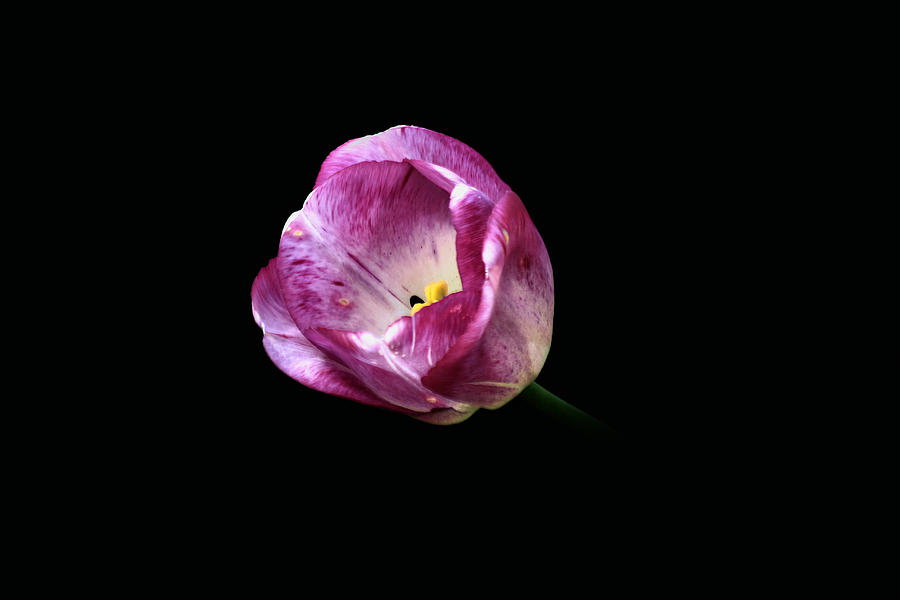 Single Pink Tulip Photograph by Richard Gregurich