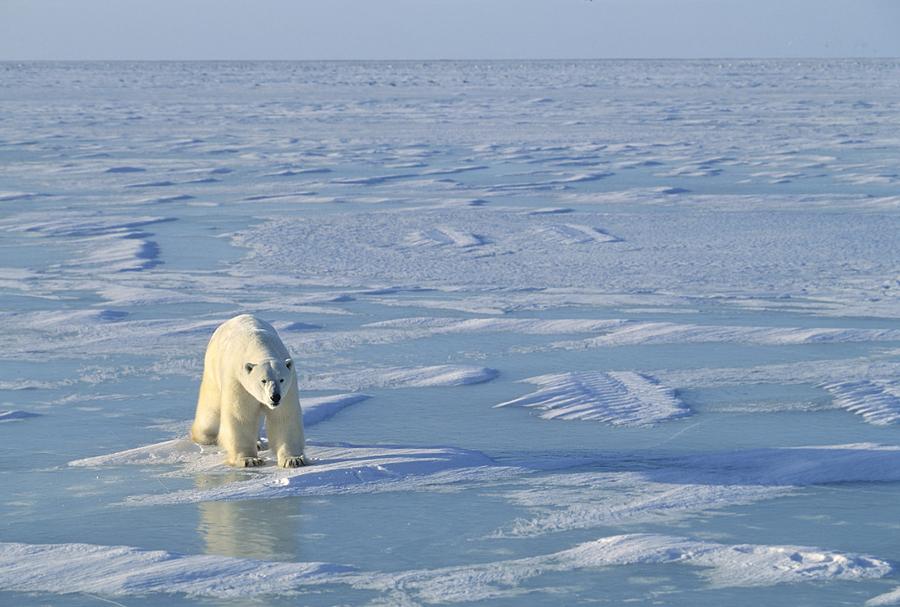 Winter Photograph - Single Polar Bear by John Pitcher