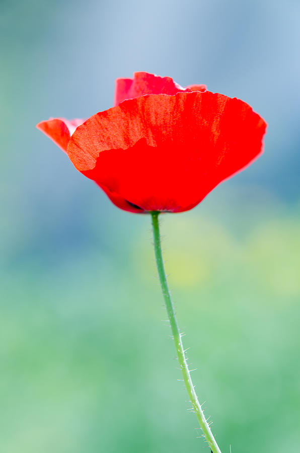 Single poppy Photograph by Michael Goyberg