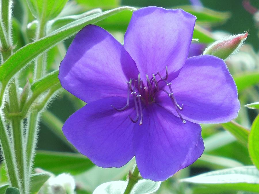plant with purple flowers