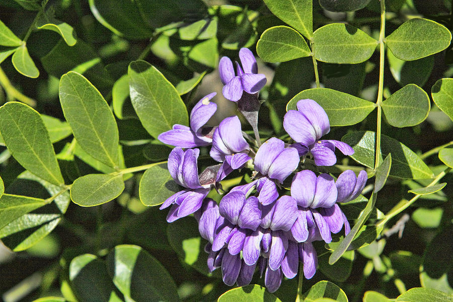 Single Purple Mountain Laurel Blossom Photograph by Linda Phelps - Fine ...