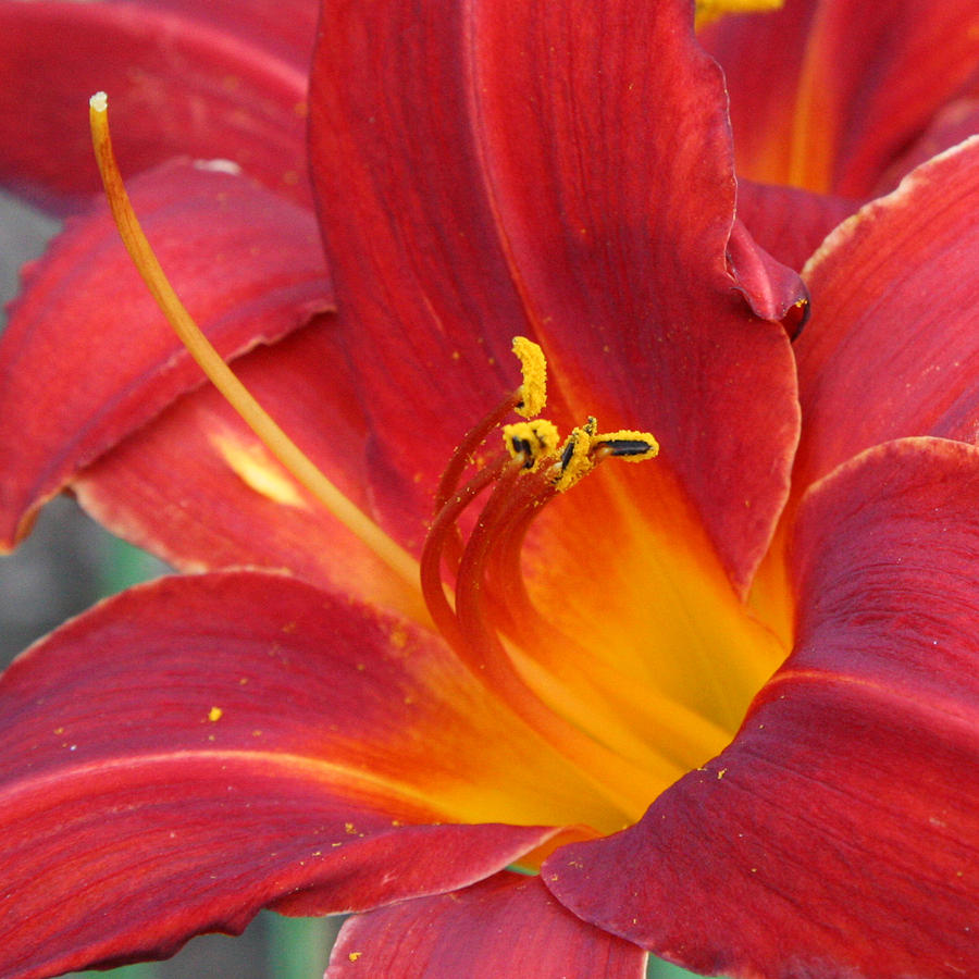 Single Red Lily 2 Photograph by Donna Corless