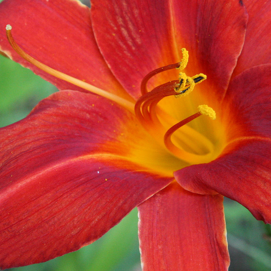 Single Red Lily Closeup Photograph by Donna Corless