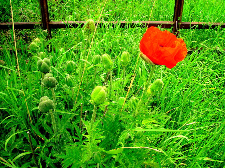 Poppy Photograph - Single Red Poppy by Amy Bradley