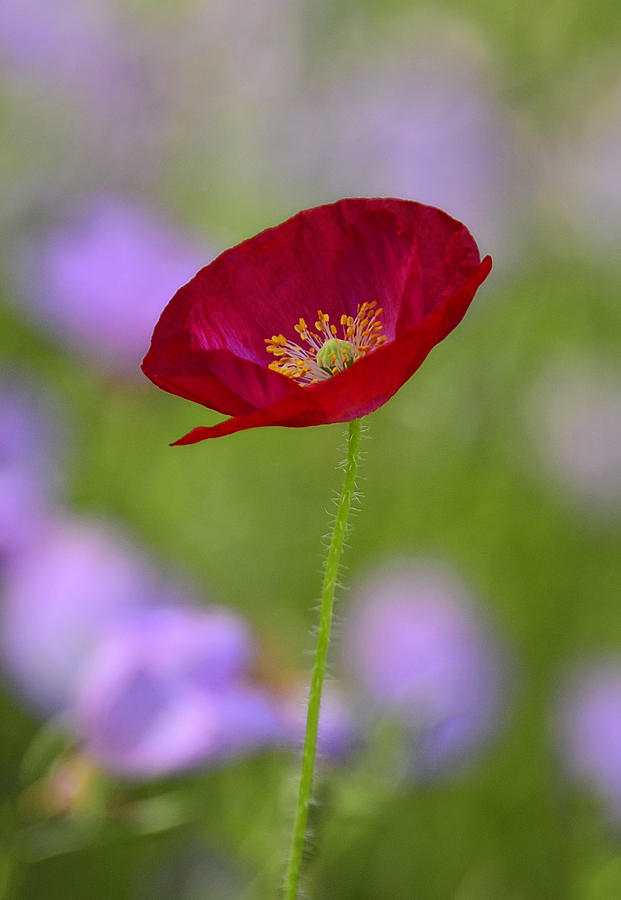 Single Red Poppy  Photograph by Saija Lehtonen