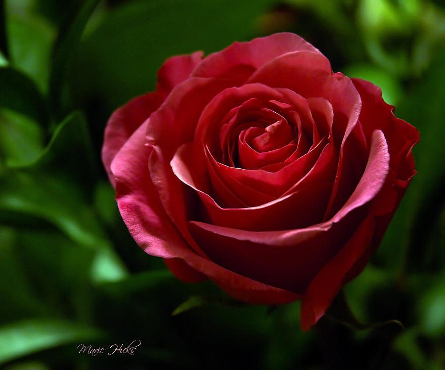 Single Red Rose Photograph by Marie Hicks