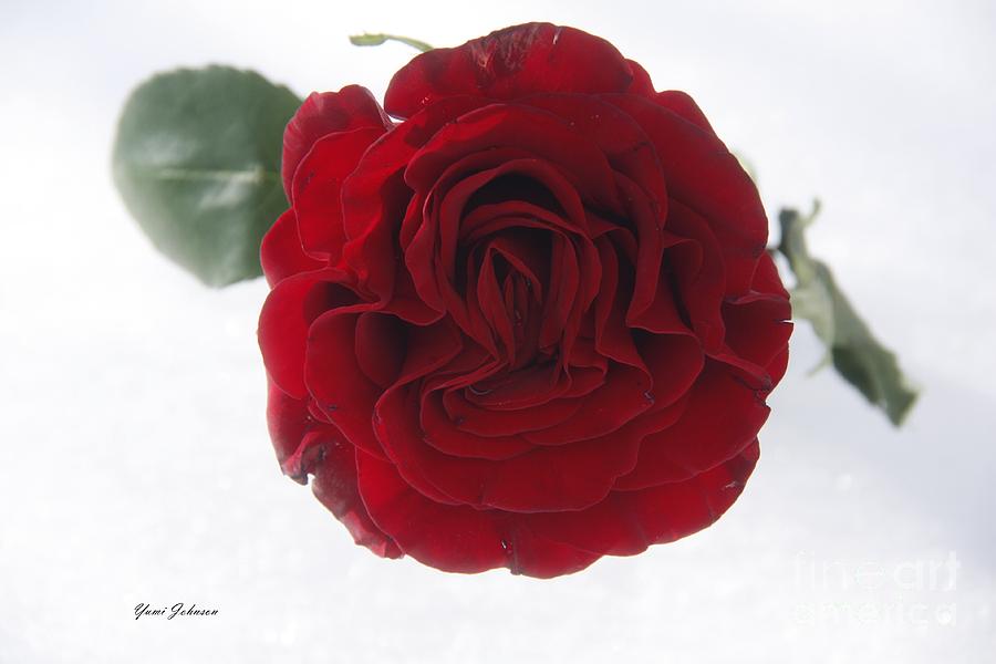 Single red rose Photograph by Yumi Johnson