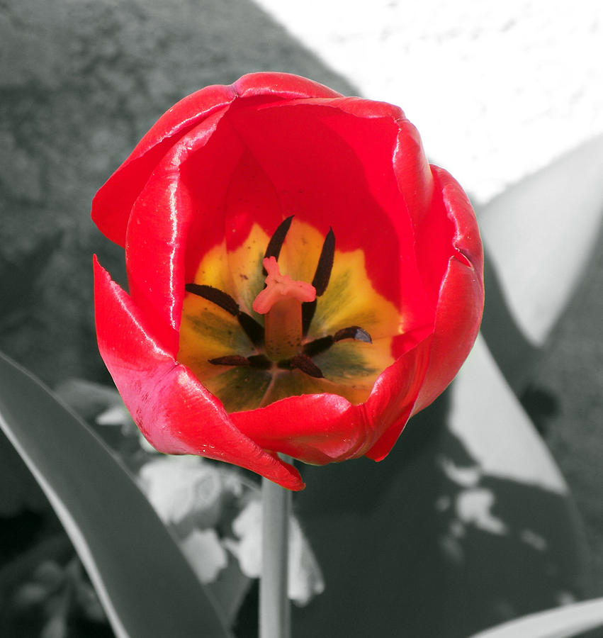 Single Red Tulip Photograph by Dark Whimsy