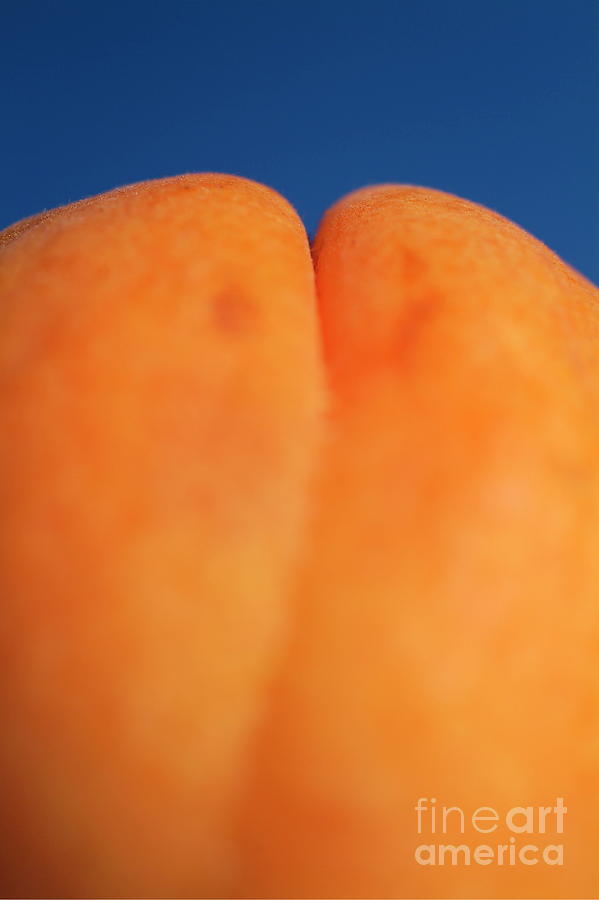 Fruit Photograph - Single ripe apricot by Sami Sarkis