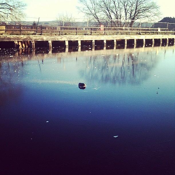 Winter Photograph - Single Rock Stuck In The Ice :( #cold by Creative Skate Store