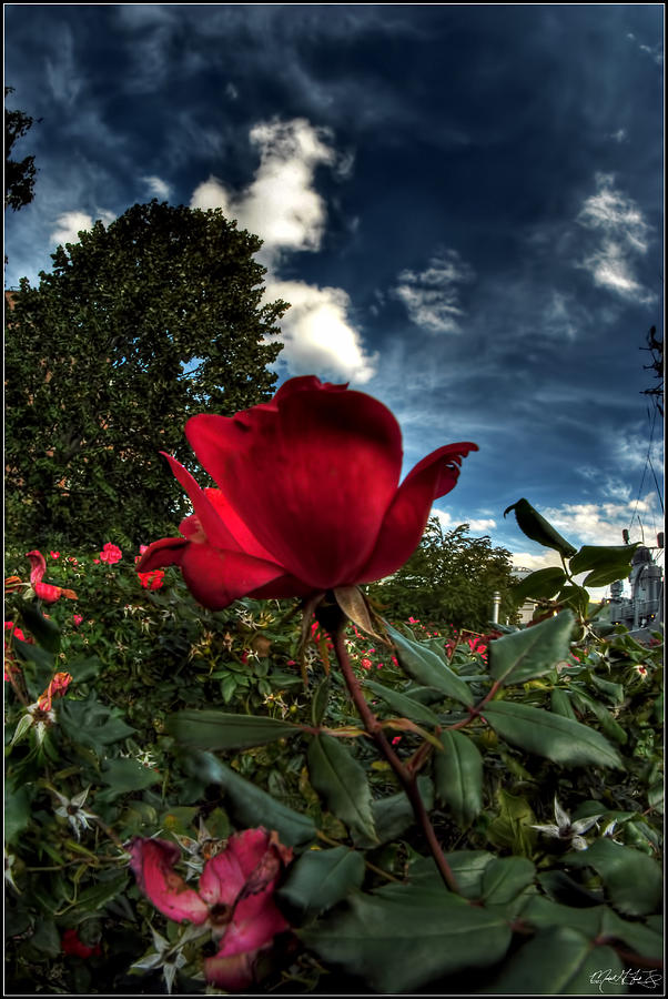 Single Rose in the Wind Photograph by Michael Frank Jr