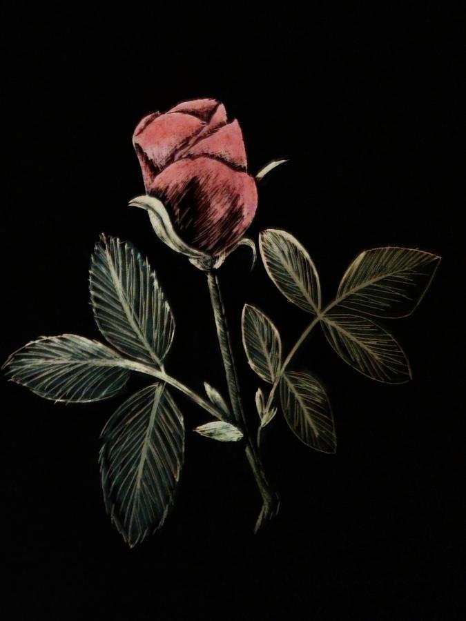 Rose Drawing - Single Rose by Jennifer Jeffris