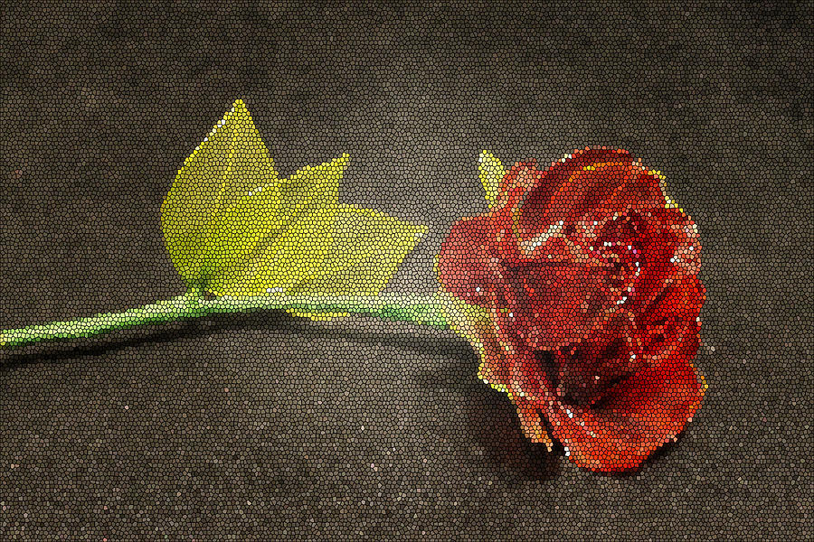 Flower Photograph - Single Rose by Rebecca Frank