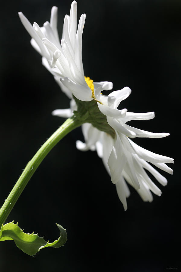 Single Shasta Daisy Flower Photograph by Jennie Marie Schell