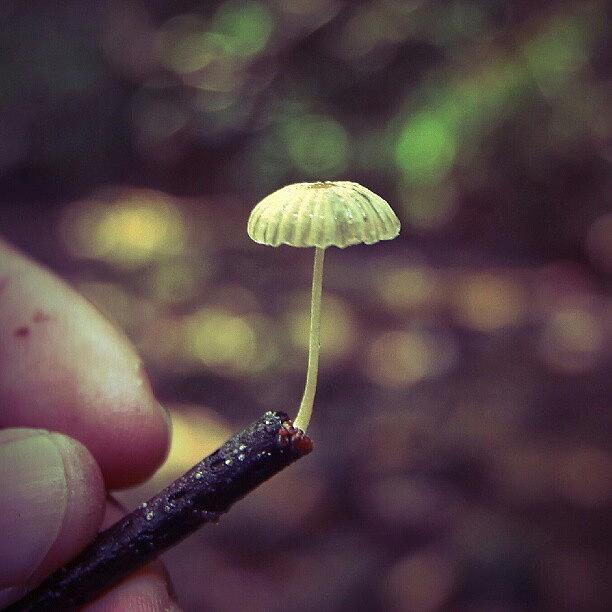 Jungle Photograph - Single Small Mushroom #tree #small by Manan Din