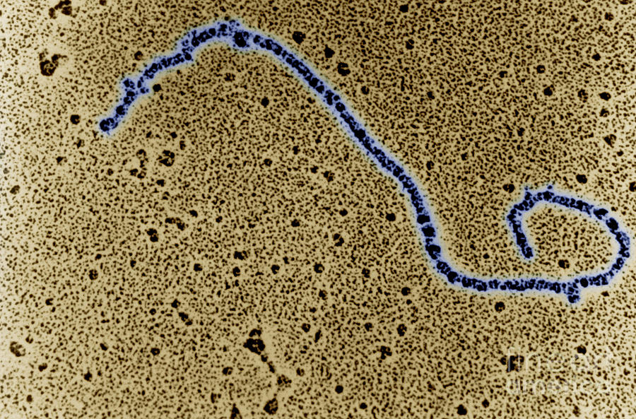 Single Strand Of Dna Photograph by Science Source