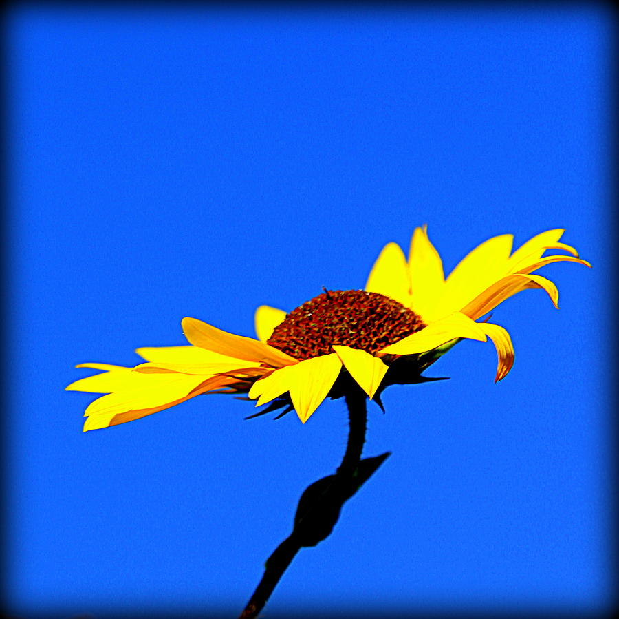 Single Sunflower in Blue Background Photograph by Tam Graff