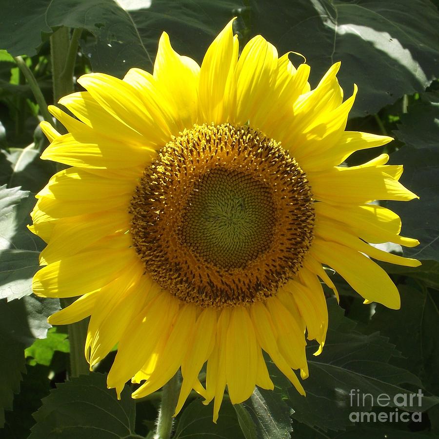 Single Sunflower Photograph by Michelle Welles