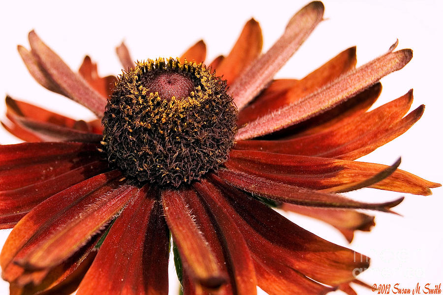 Flower Photograph - Single Susan by Susan Smith