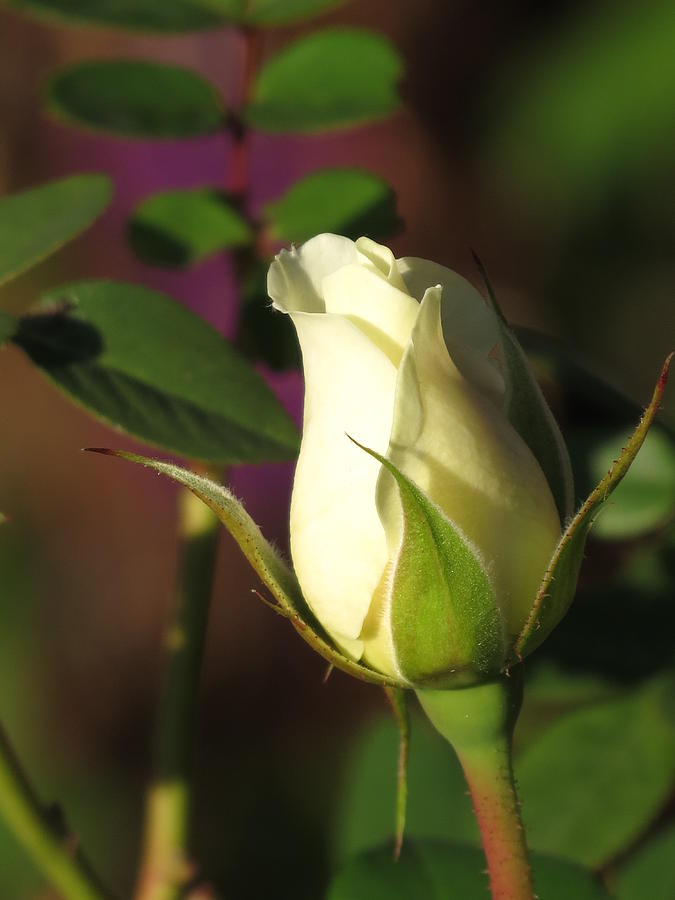 Single White Rose Bud Photograph by Rebecca Overton