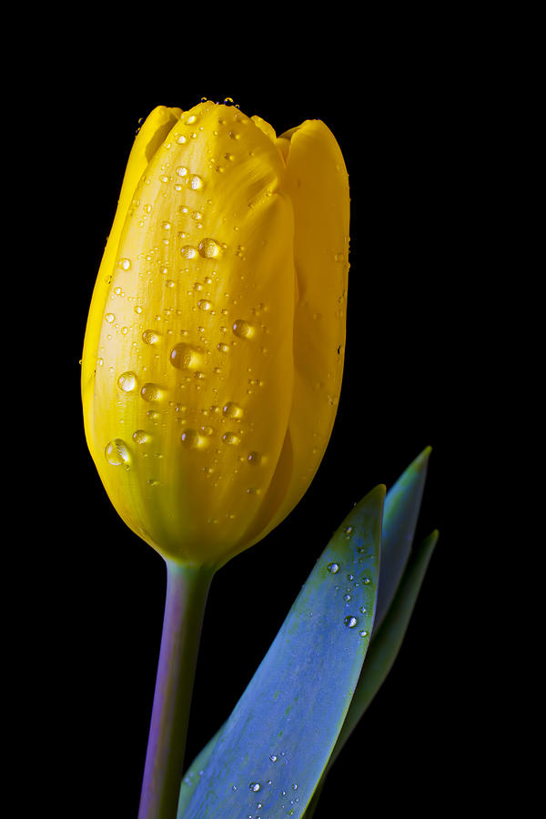 Flower Photograph - Single Yellow Tulip by Garry Gay