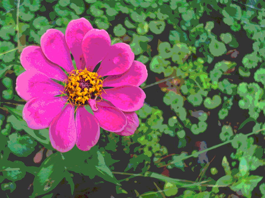 Single Zinnia Flower Photograph by Padre Art