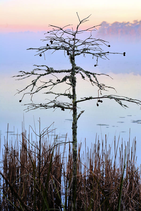 Tree Photograph - Singular  by JC Findley