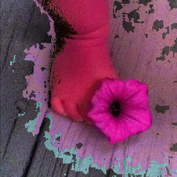 Flowers Still Life Photograph - #sistersfoot #flower #newapp #bored by Grace Murray