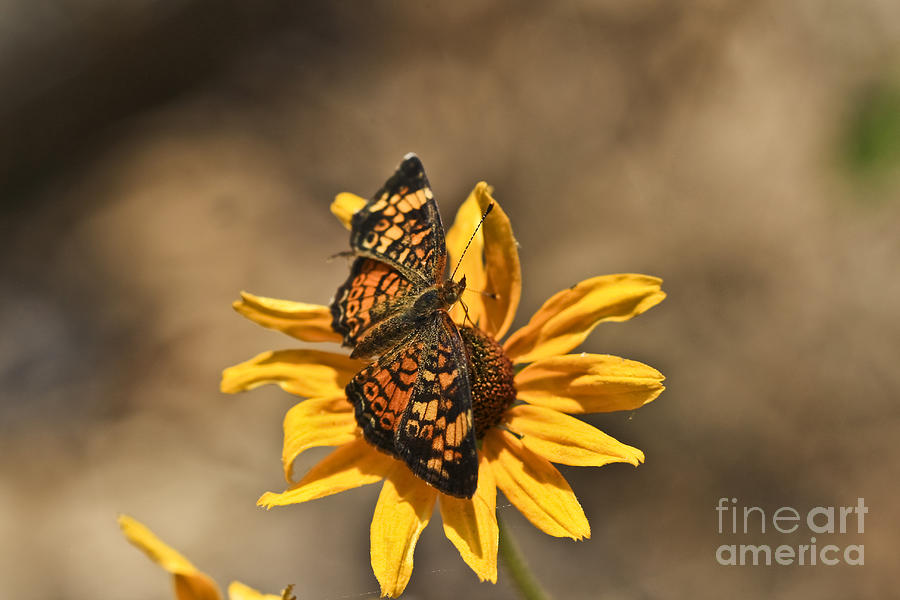 Butterfly Photograph - Sittin Pretty by Kim Henderson