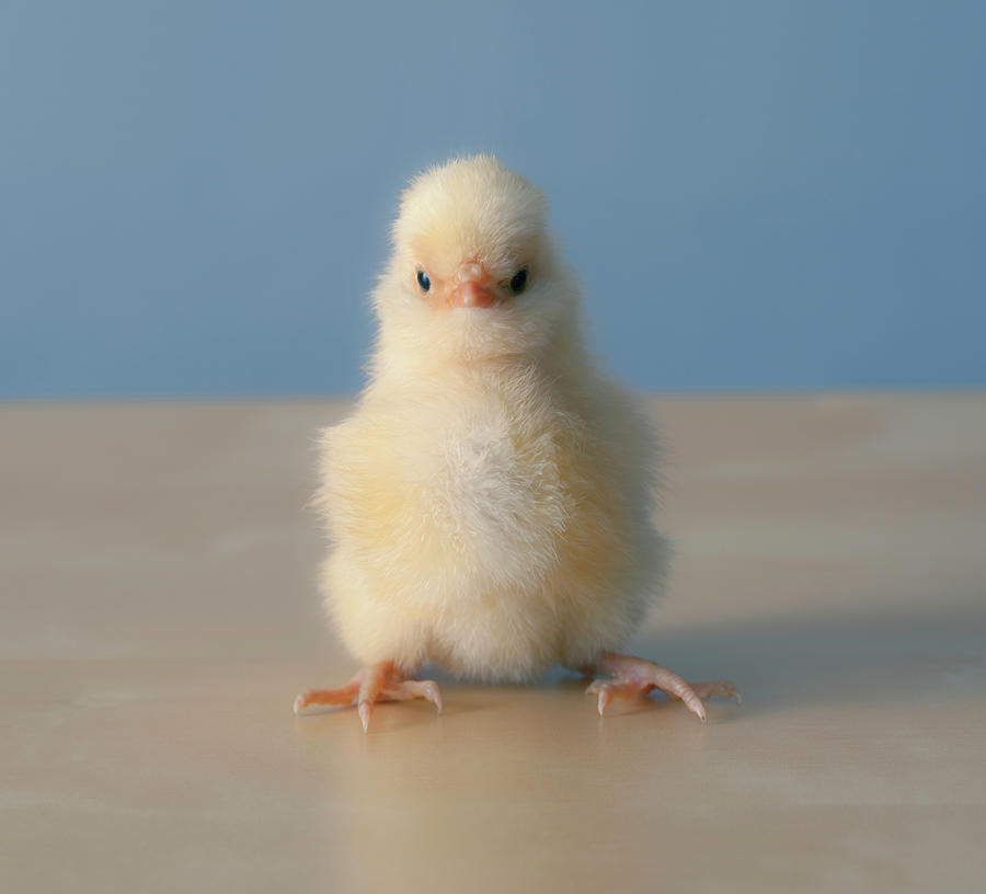 Sitting Baby Yellow Chicken Close Up Photograph By Grove Pashley