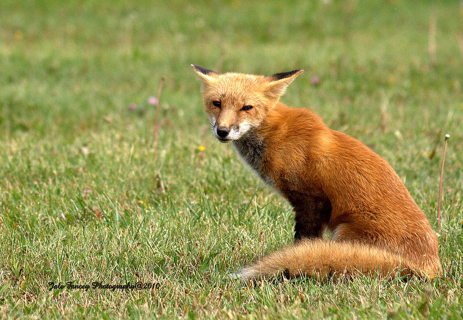 Sitting Fox Photograph by Jale Fancey