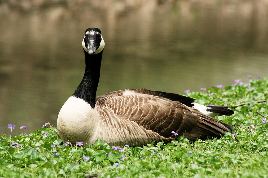 Sitting Goose Photograph by Jessica Buckler