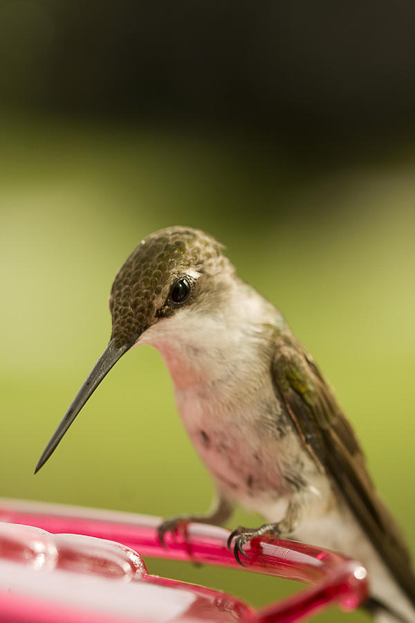 Sitting Hummingbird Photograph by Trudy Wilkerson