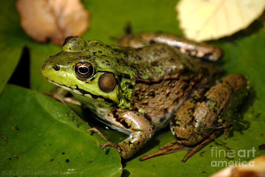 Frog Photograph - Sitting in the Sun by Melissa Nickle