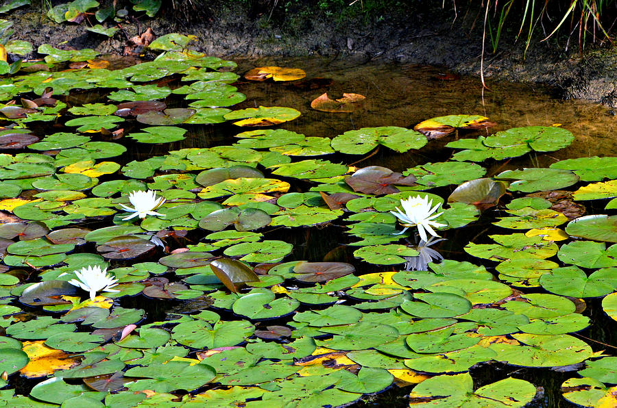 Sitting On A Lily... Photograph by Tanya Tanski