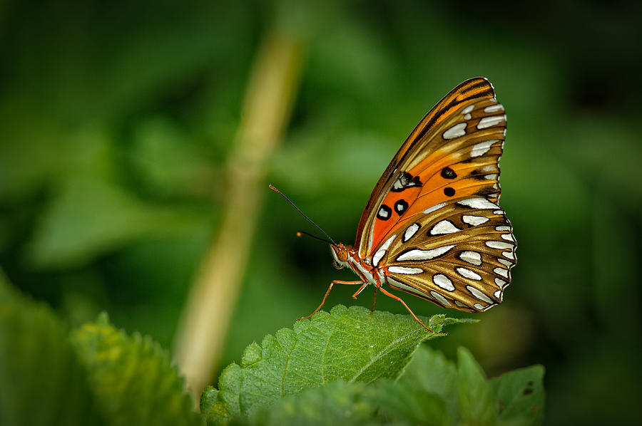Butterfly Photograph - Sitting Pretty by Charlie Choc