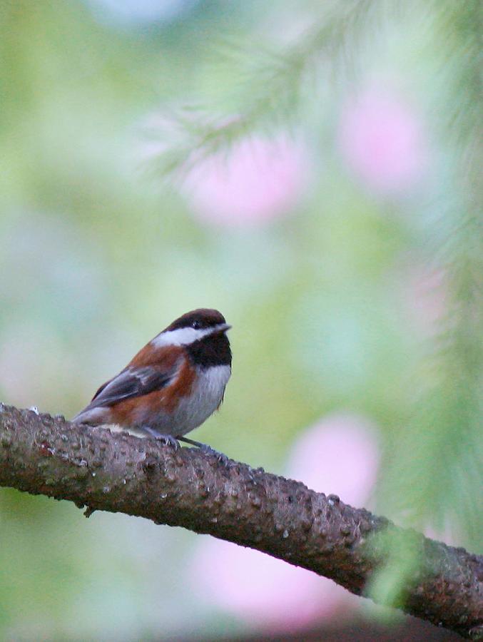 Sitting Pretty Photograph by Chris Anderson