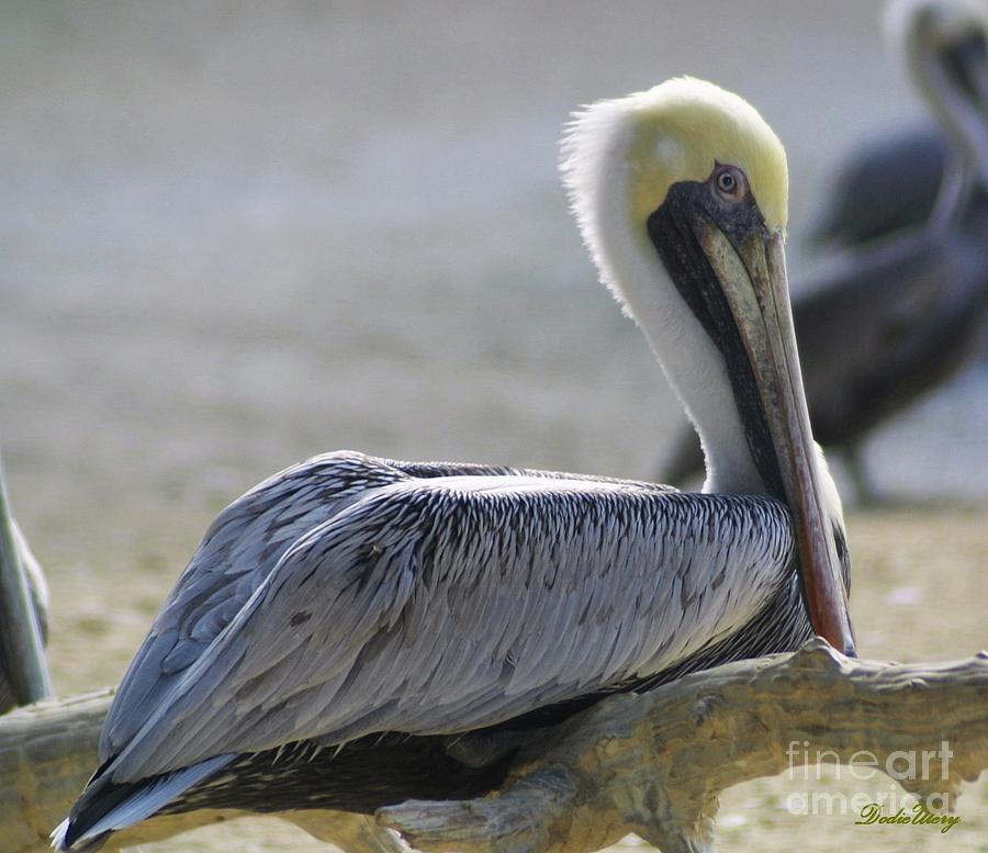 Pelican Photograph - Sitting Pretty by Dodie Ulery