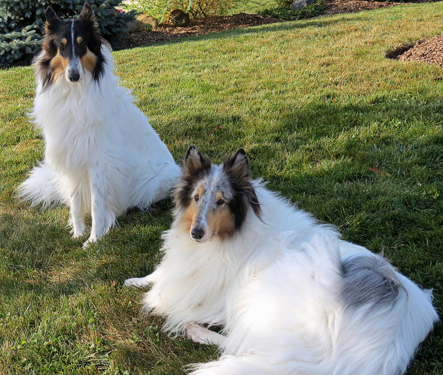 Dog Photograph - Sitting Pretty Collie Dogs by Kay Novy