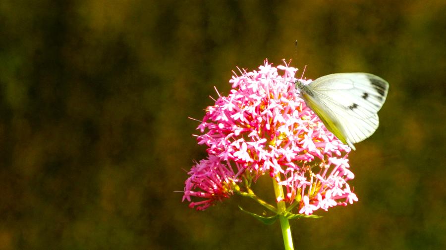 Butterfly Photograph - Sitting pretty panorama by Sharon Lisa Clarke