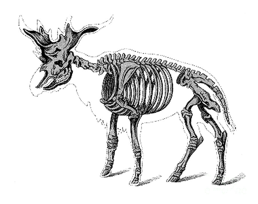 Sivatherium, Cenozoic Mammal Photograph by Science Source