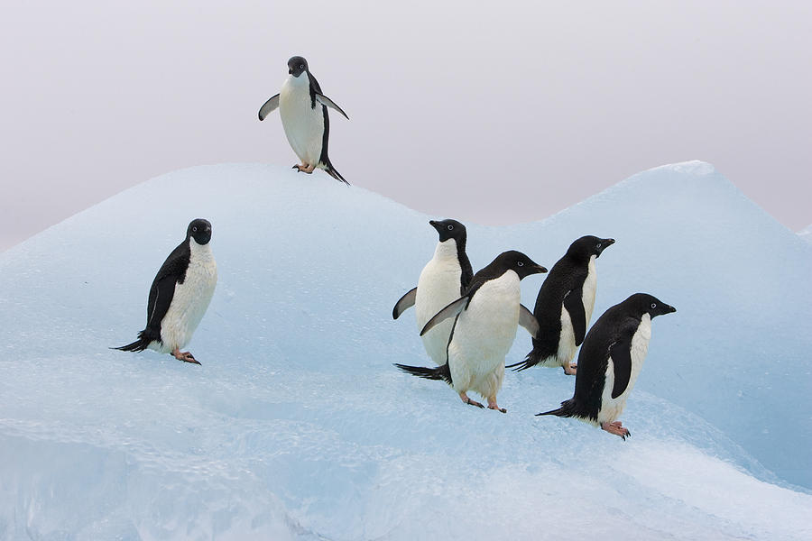 Six Adelie Penguins On Iceberg Antarctica Photograph by Suzi Eszterhas