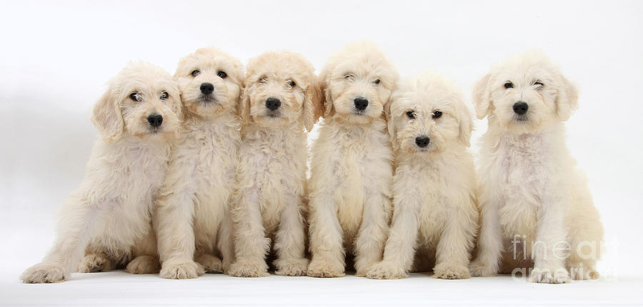 Six Labradoodle Pups Photograph by Mark Taylor