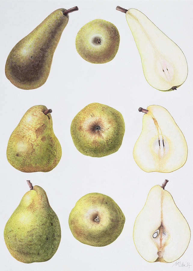 Still Life Painting - Six Pears by Margaret Ann Eden