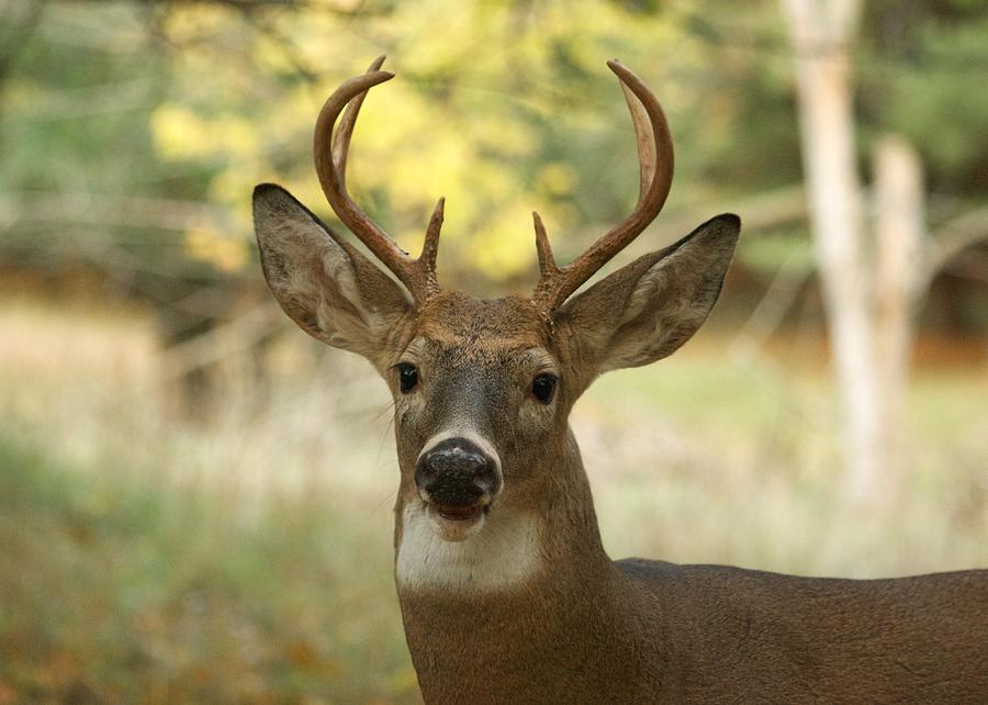 Six Point Whitetail 0333 Photograph by Michael Peychich