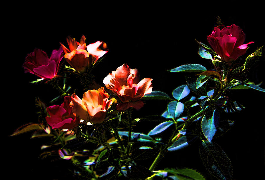 Six Roses of the Night Photograph by Linda Phelps