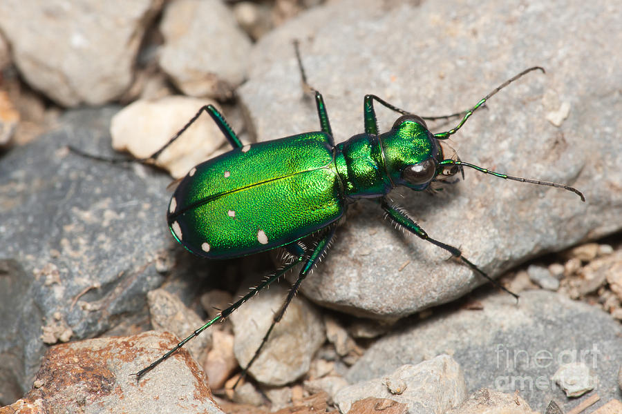 Six-spotted Tiger Beetle Photograph by Clarence Holmes