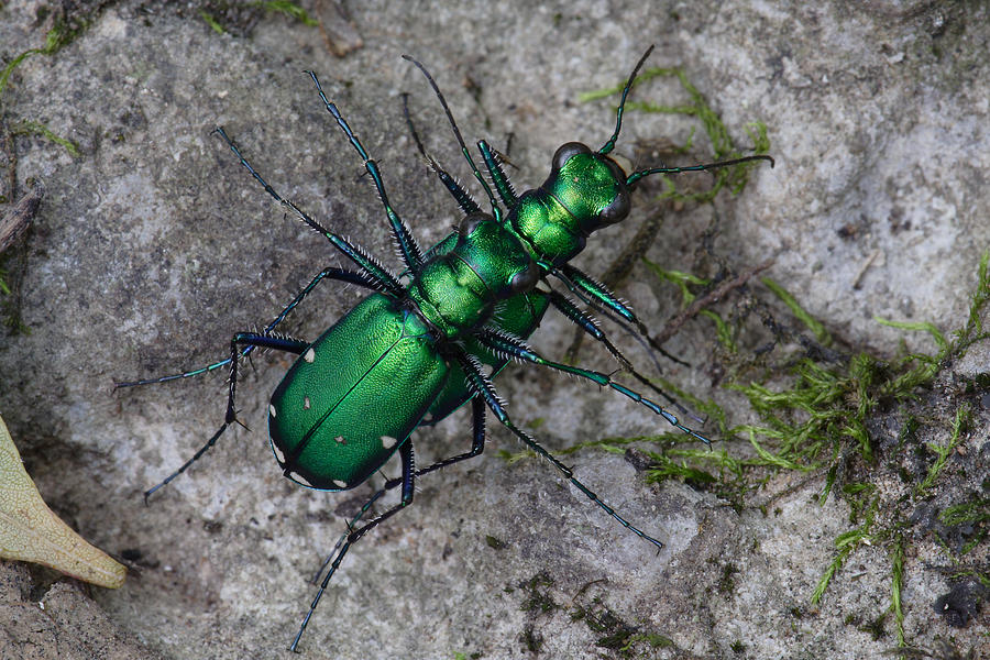 Six-Spotted Tiger Beetles Copulating Photograph by Daniel Reed
