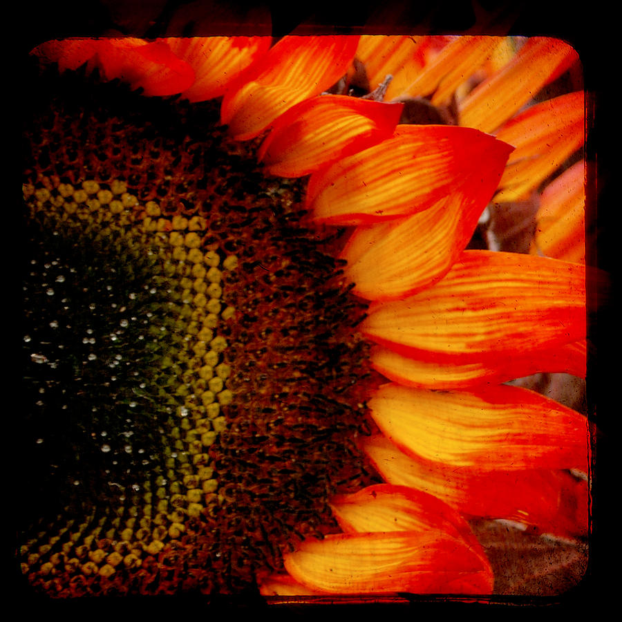 Sunflower Photograph - Sizzle by Sharon Kalstek-Coty