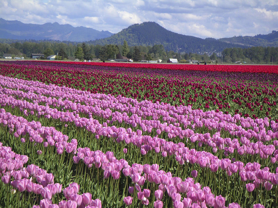 Skagit Valley Tulip Festival Photograph by Edward Coumou - Pixels